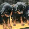 Rottweiler puppy thumb 2