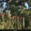 0.25 ac Land at Nduota : Banana - Nazareth Road thumb 3
