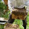 Specialist Bee Nest Removal Services in Spring Valley thumb 2