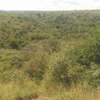 EXCELLENT LAND FOR SALE thumb 7