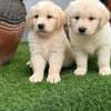 Golden Retriever Puppies Cream to Golden Playful Pets thumb 1