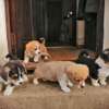 Corgi Puppies ready for their new home thumb 1