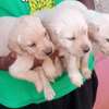 Yellow Labradors for rehoming thumb 1