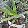 Ported Aloe Vera Plant thumb 3
