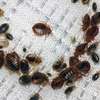 Nairobi - Bed Bugs Extermination and Removal in Nairobi thumb 4