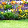Gardening Maintenance Services - Book a Gardener In Minutes thumb 11