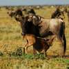 Masai Mara Group Joining Daily Packages thumb 1