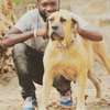 Nairobi Dog Grooming And Pet Services In Nairobi thumb 4