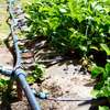 Lawn Sprinkler & Farm Irrigation Systems thumb 3