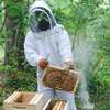 Specialist Bee Nest Removal Services in Spring Valley thumb 0