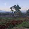 Residential Land at Adjacent To Muhasibu Estate thumb 16