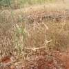 Ugweri 2acres thumb 2