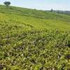 10 ac Land at Kiambu-Limuru Road thumb 8