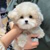 Beautiful Teacup Poodle puppies available male and female thumb 1
