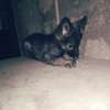 1- 3 month old german shepherd puppies for sale thumb 6