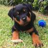 Rottweiler Male and female puppies available thumb 1