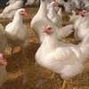 we supply broiler chickens thumb 6