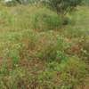 Versatile Land Plot for Development & Farming thumb 1