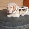 Labrador Retriever puppy thumb 1