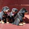 Rottweiler puppies thumb 1