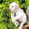 Golden retrievers thumb 2