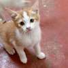 Brown Tabby Kitten Small Indoor Friendly Pet thumb 3