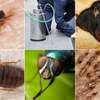 CHEAP Bed Bug Fumigation Services in Kiambu,Thika,Limuru thumb 11