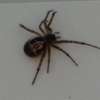 BEST Bed-Bugs Control & Fumigation Services in Ruaka 2023 thumb 1