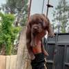 Chocolate labrador thumb 3