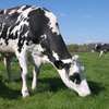 Farm Workers & Dairy Staff for Hire in Kiambu.Fast & Trusted thumb 5