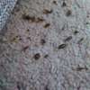 Bed bug fumigation in Githunguri,Ruiru,Juja,Thika,Thogoto thumb 5