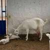 Dairy goats available thumb 2