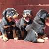 Rottweiler puppies thumb 2