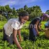 Farm Workers & Dairy Staff for Hire in Kiambu.Fast & Trusted thumb 8