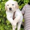 Golden retrievers thumb 1