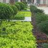 Landscaping & Gardening Services Kitisuru thumb 7