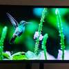 TAJ 40" Digital LED TV thumb 2