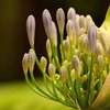 Professional Gardeners for Hire in Ruiru Nairobi thumb 7