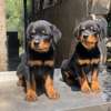 Rottweiler puppy thumb 1