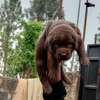 Chocolate labrador thumb 2