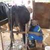 Farm Workers & Dairy Staff for Hire in Kiambu.Fast & Trusted thumb 0