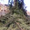 Professional Hedge Trimming & Garden Clearance Nairobi thumb 3