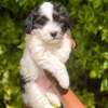 Havanese thumb 0