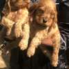 Golden Retriever Puppies Young Healthy Vaccinated thumb 1