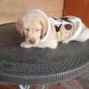 Labrador Retriever puppy thumb 0