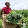 Farm Workers & Dairy Staff for Hire in Kiambu.Fast & Trusted thumb 9