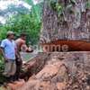 Tree Cutting Services Nairobi | Removal & Pruning thumb 8
