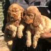 English Cocker spaniels thumb 1