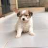 Havanese thumb 2