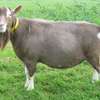 Dairy Goat Brown Milk Producer Healthy Mature thumb 3